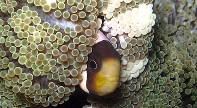 Clownfish At His Doorstep