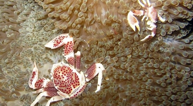 Crab Anemone