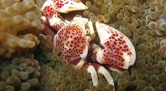 Crab Closeup