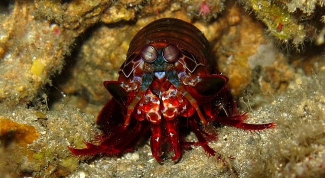 Crayfish Closeup, Ray