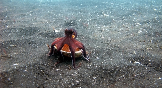 Octopus Alone On Sea Floor