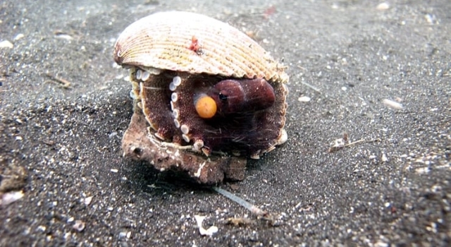 Octopus Hiding In Shell