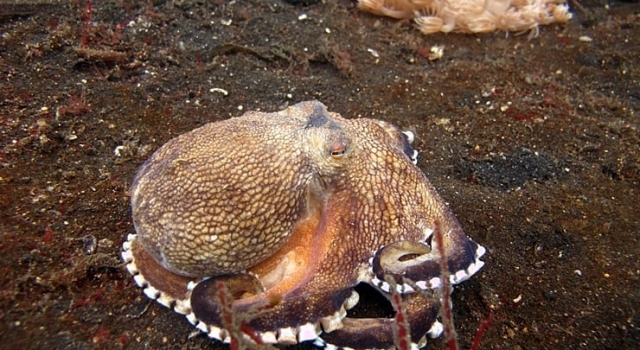 Octopus Sea Floor