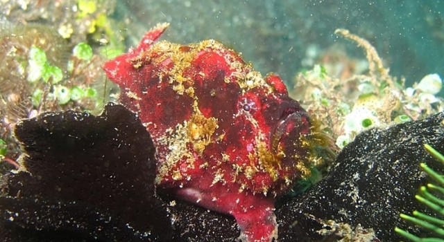 Red Yellow Frogfish