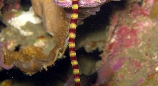 Red Yellow Stripes Pipefish