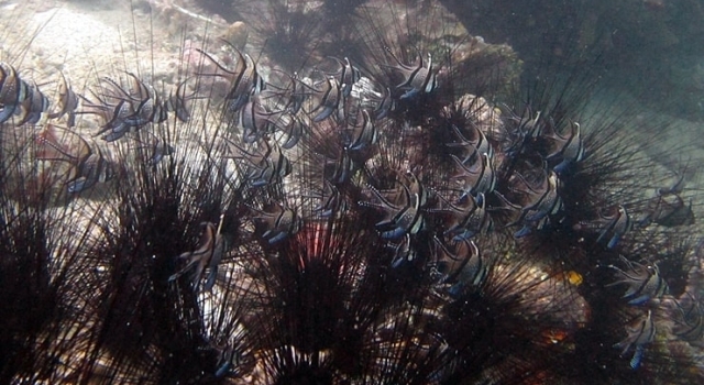 Sea Urchin Fishes