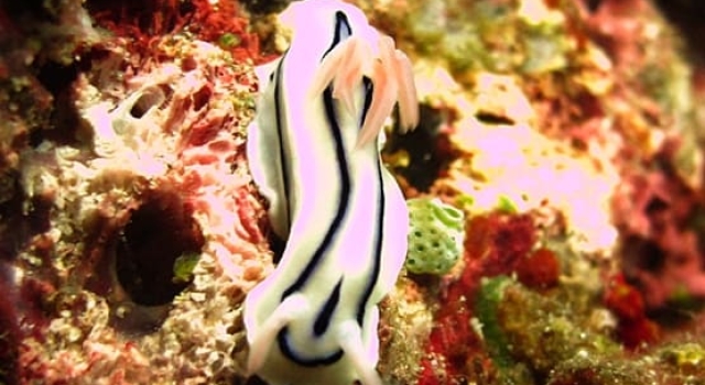 White Nudibranch Reef Lembeh Strait Reef