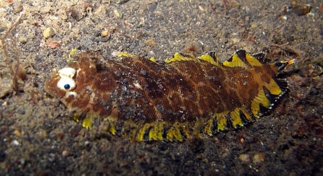 Yellow Brown Flounder