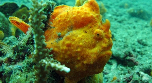 Yellow Frogfish Lembeh Strait