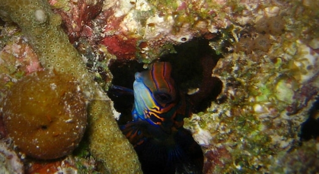 Mandarin Fish Cheeky