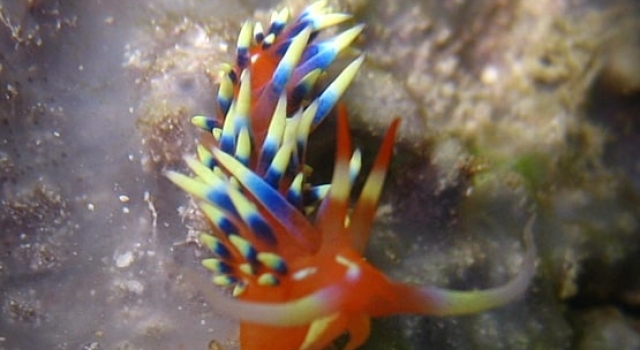 Orange Blue Nudibranch