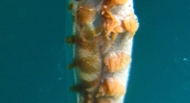 Razor Fish Closeup