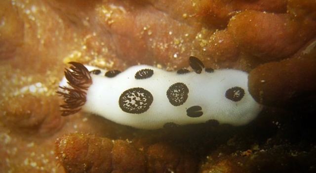 White Black Nudibranch