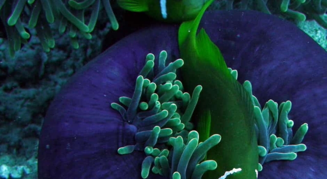 Anemone Clownfish