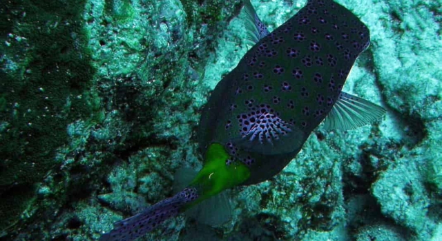 Black Spotted Boxfish From Top