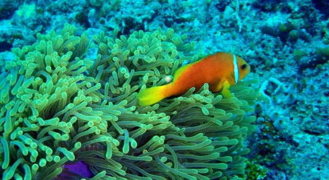 Best Diving sites in Maldives – Scuba dive reviews by Divezone