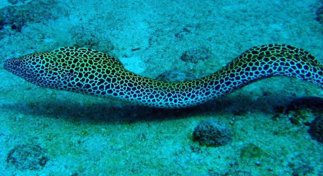 Eel Closeup, Sea Snake