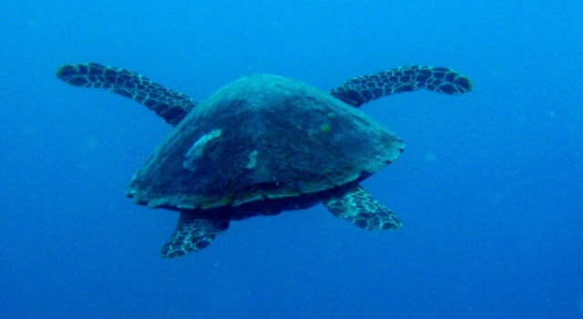 Turtle Swimming Back View