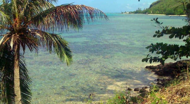 Palmtree And Crystal Clear Water