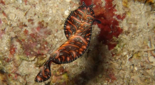 Amazing Orange Black Nudibranch Swimming