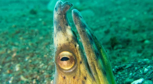 Eel Hiding In Sea Floor