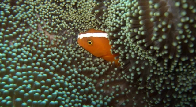 Fish Hiding Protected In Anemone