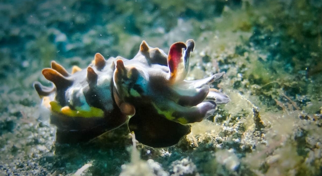 Flamboyant Cuttlefish Colors
