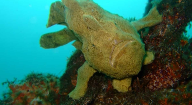 Frogfish On Reef