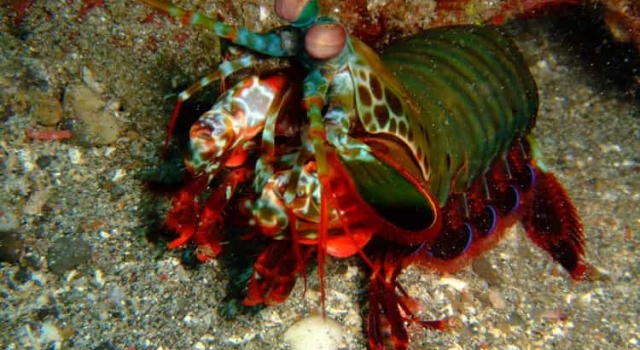 Multicolor Mantis shrimp