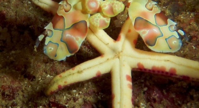 Nudibranch And Starfish