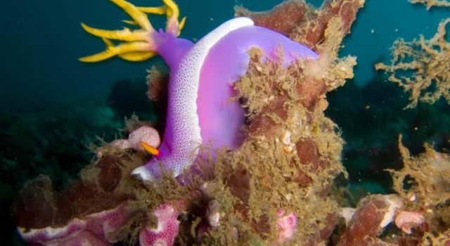 Purple Yellow Nudibranch