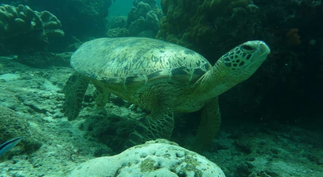 Schildkröte schwimmt