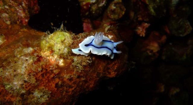 White Nudibranch Reef Koh Lanta Reef