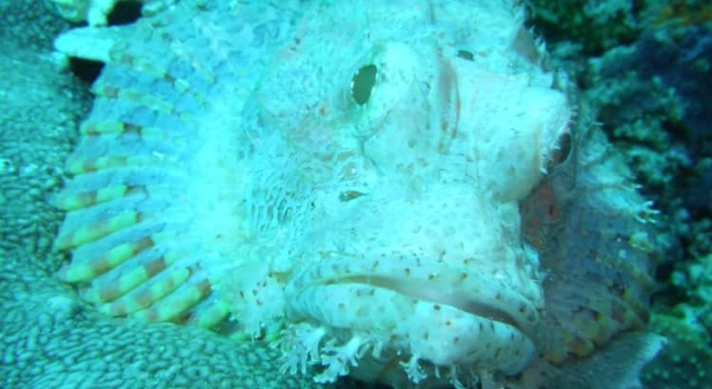 White Scorpion Fish