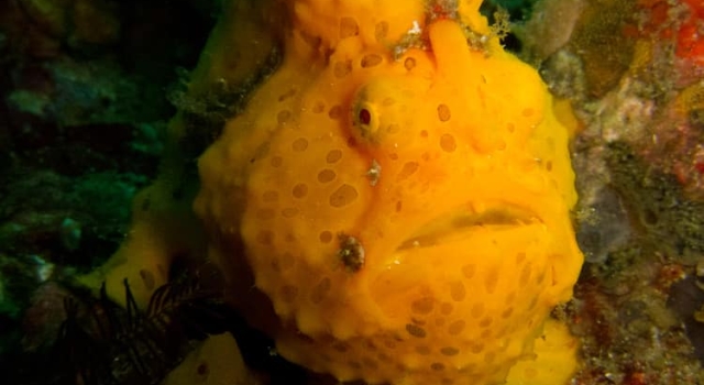 Yellow Frogfish Koh Lanta