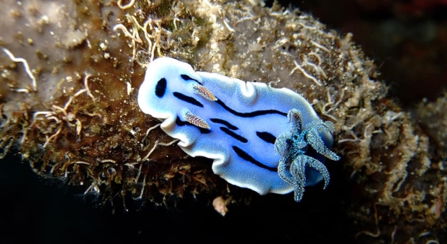 Blue Nudibranch in Lembeh Strait