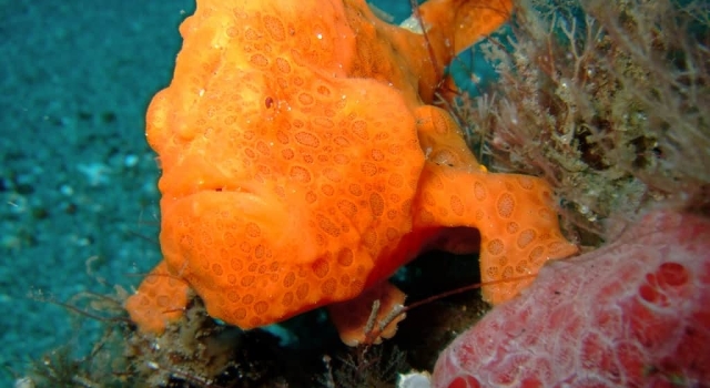 Orange Frog Fish surprised in the reef, Frogfish