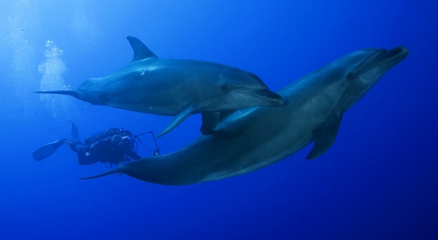 Diver Dolphins