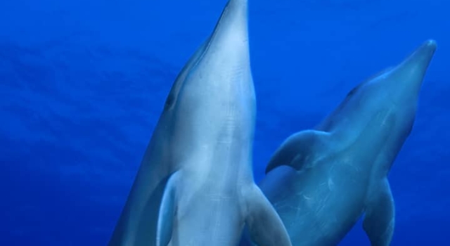 Dolphins Rangiroa