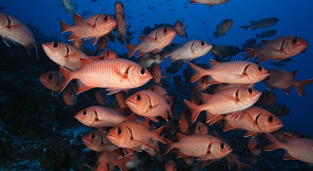 Schoals Squirrelfish