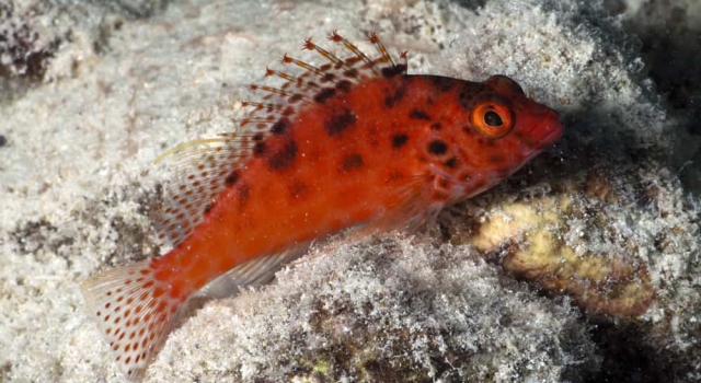 Spotted Hawkfish