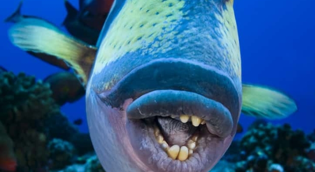 Triggerfish Face