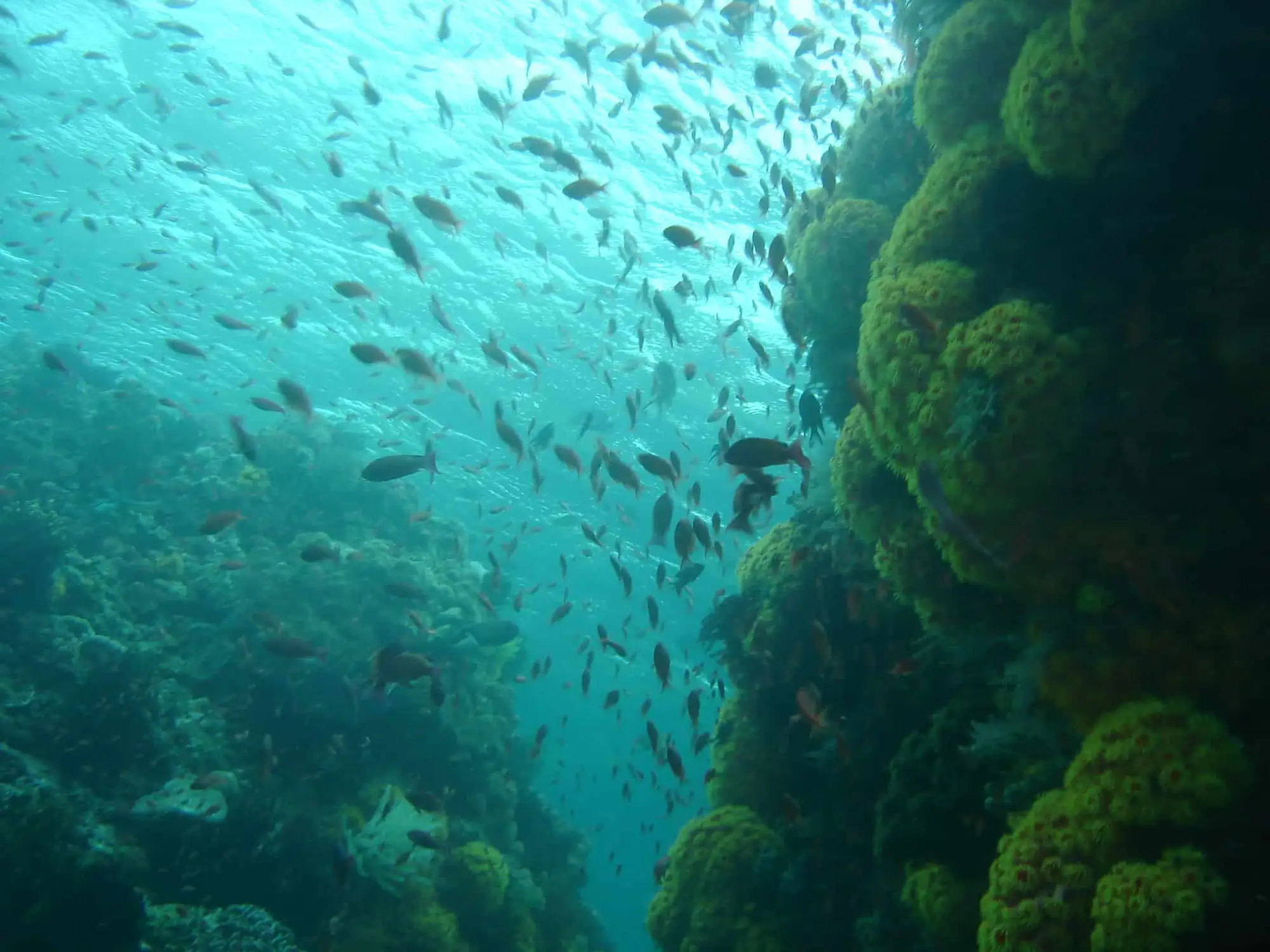 Anilao, Batangas
