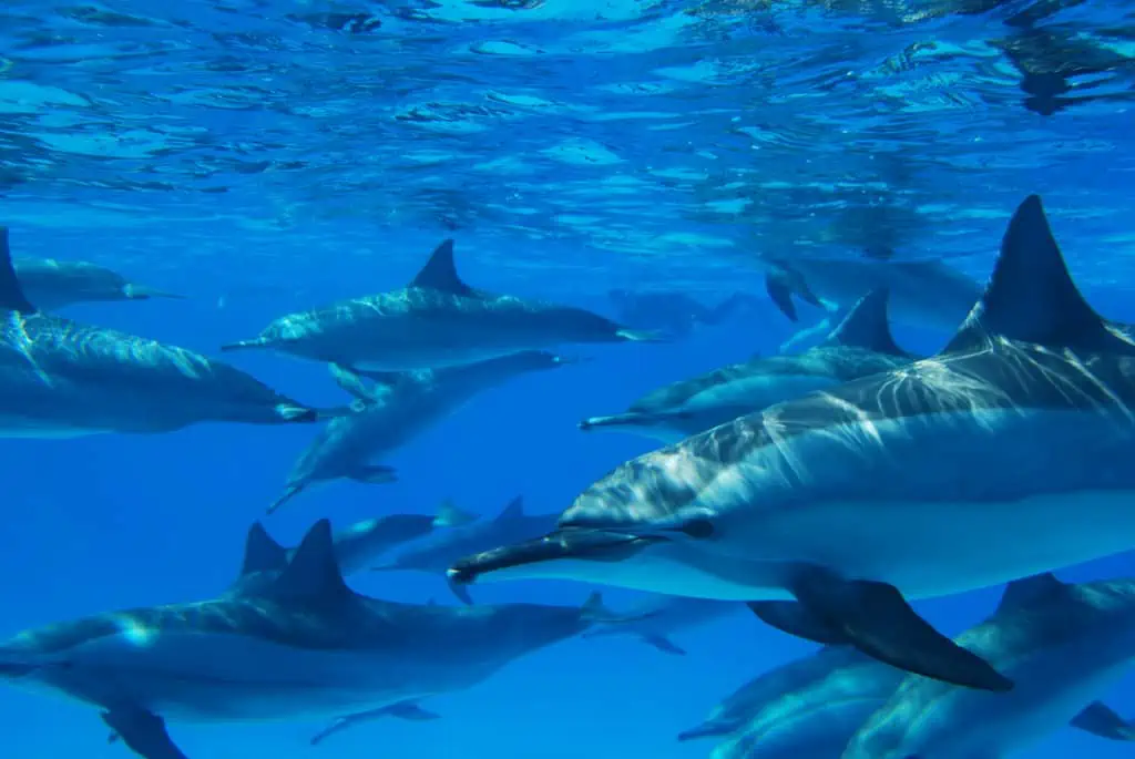 Red Sea
