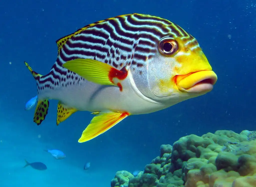 Similan Islands
