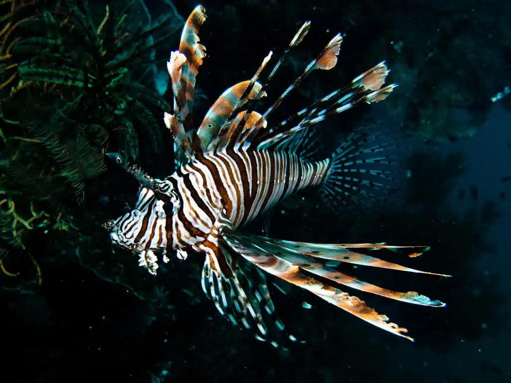 Surin Islands