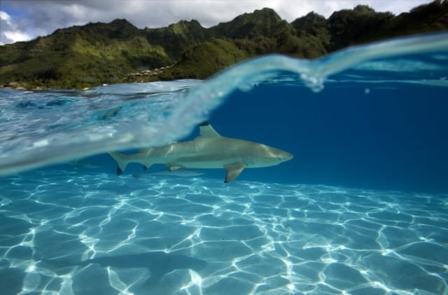 scuba diving with sharks