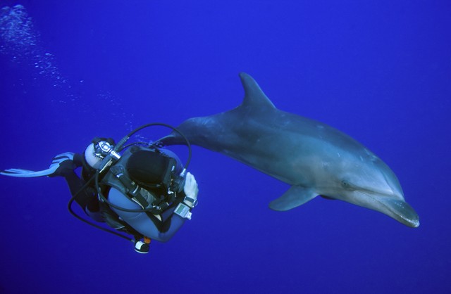 tursiop dolphins in the tiputa pass at rangiroa