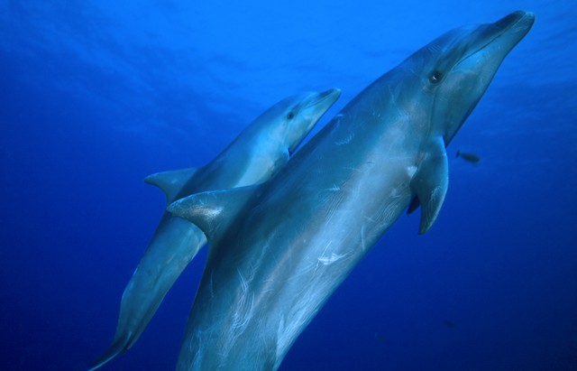 scuba diving rangiroa with dolphin