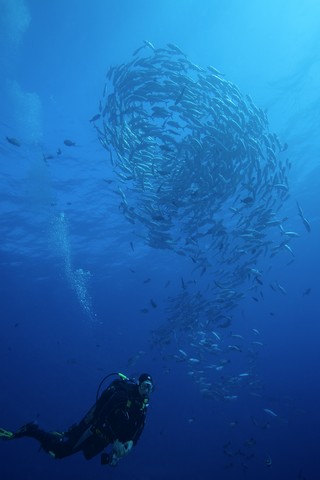 scuba diving in tiputa pass